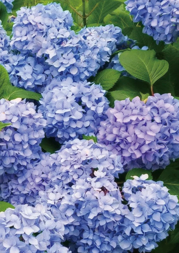 【NEW】紫陽花